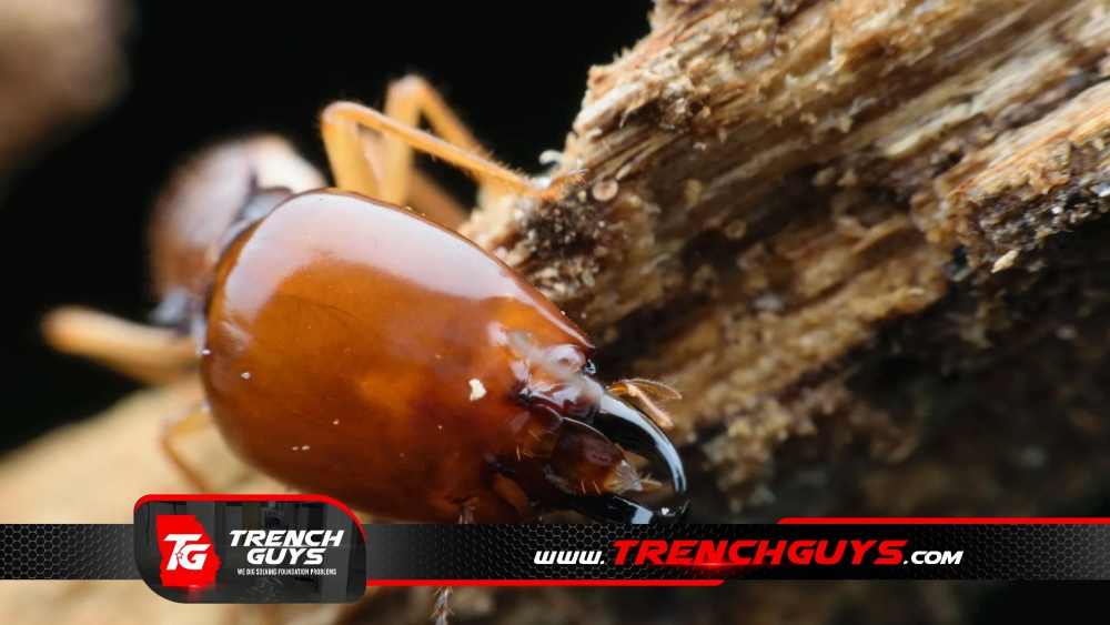 crawl space termite damage repair by Trench Guys